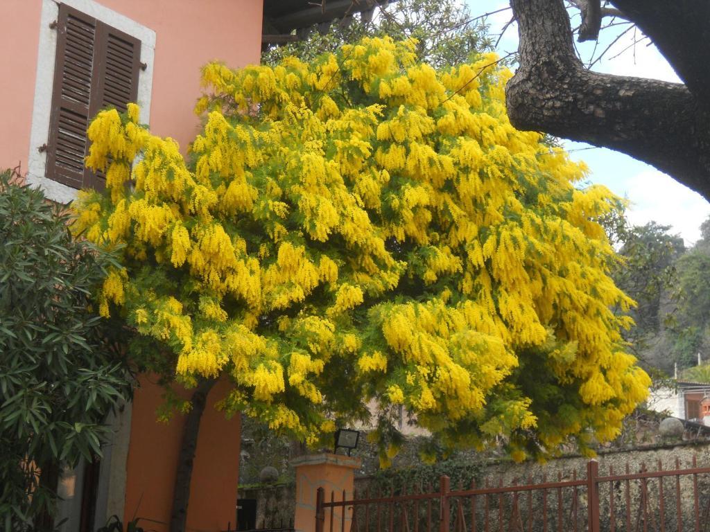 Albergo Giardino Toscolano Maderno Εξωτερικό φωτογραφία